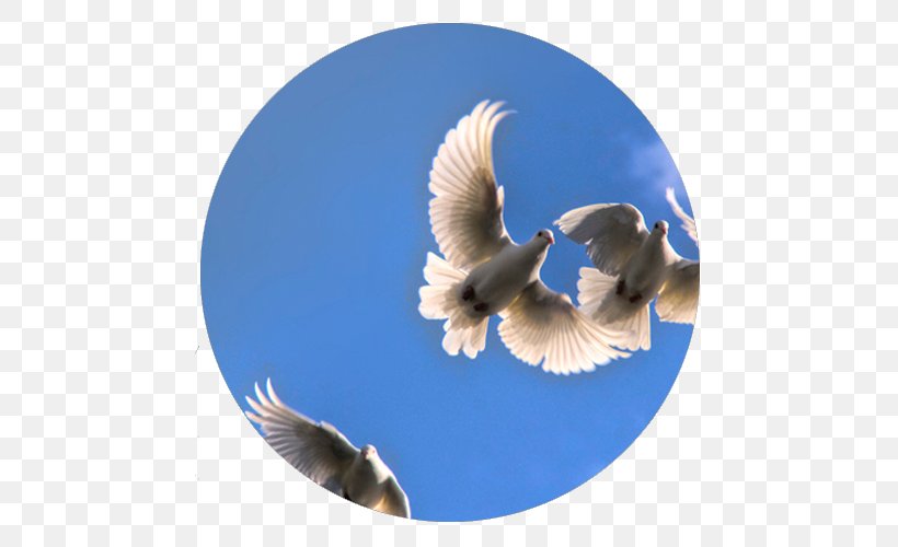 Columbidae The White Doe Release Dove Bird Wedding, PNG, 500x500px, Columbidae, Anniversary, Beak, Bird, Doves As Symbols Download Free
