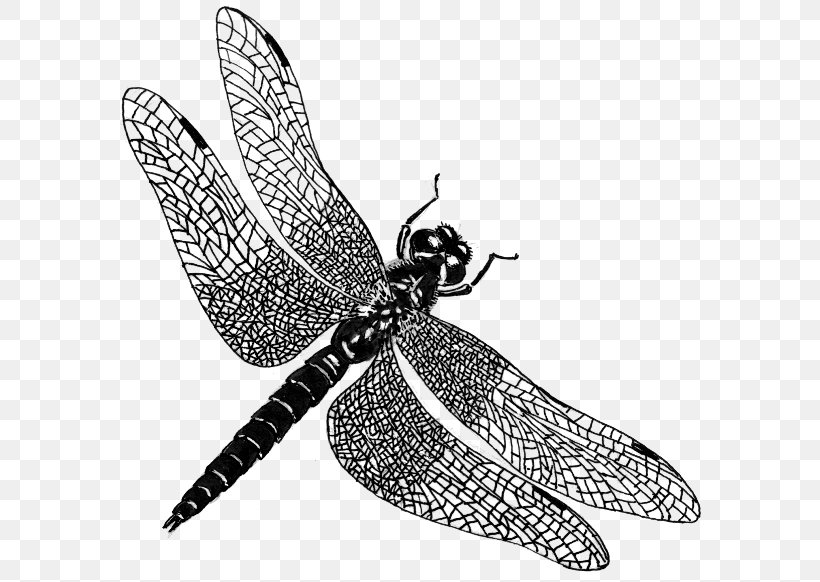 Dragonfly Public Domain Clip Art, PNG, 600x582px, Dragonfly, Arthropod, Bee, Black And White, Butterfly Download Free