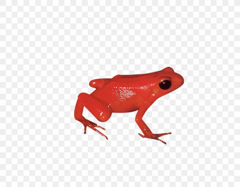 Tree Frog, PNG, 1165x907px, Frog, Amphibian, Animal, Gratis, Orange Download Free
