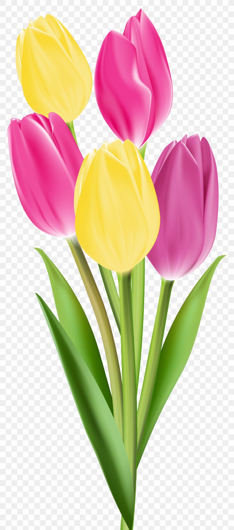 Tulip Flower Bouquet Clip Art, PNG, 3537x8000px, Tulip, Cut Flowers, Flower, Flower Bouquet, Flowering Plant Download Free