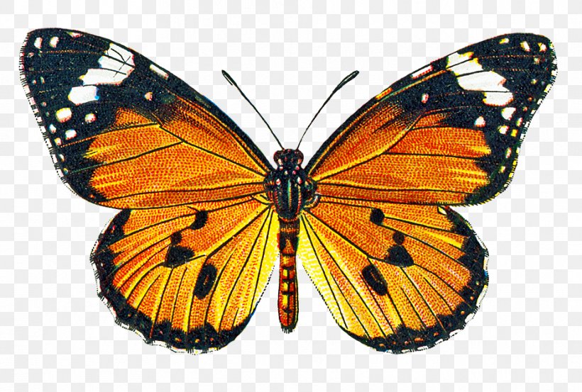 Butterfly Clip Art, PNG, 933x630px, Butterfly, Arthropod, Brush Footed Butterfly, Butterflies And Moths, Colias Download Free