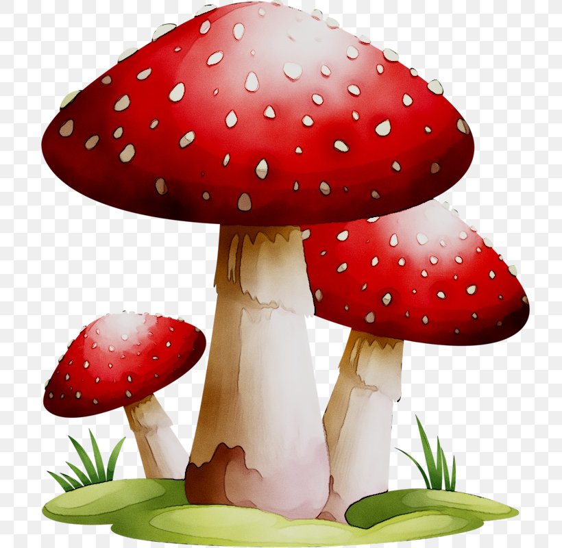 Edible Mushroom Clip Art Common Mushroom Fungus, PNG, 747x800px, Mushroom, Agaric, Agaricaceae, Agaricomycetes, Agaricus Download Free