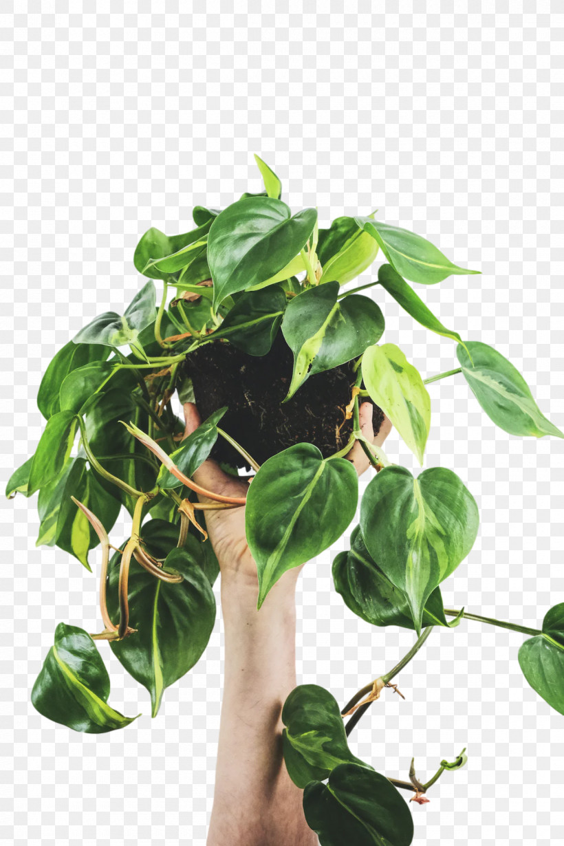 Leaf Flowerpot Houseplant Herb Biology, PNG, 1200x1800px, Leaf, Biology, Flowerpot, Herb, Houseplant Download Free