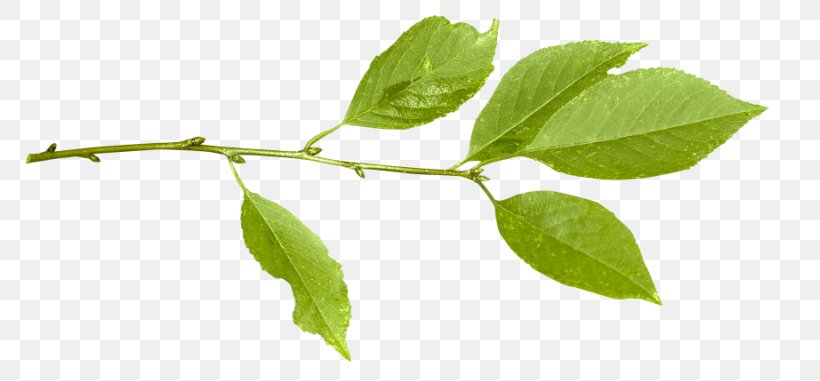 Plant Stem Twig, PNG, 800x381px, Plant Stem, Branch, Herb, Leaf, Organism Download Free