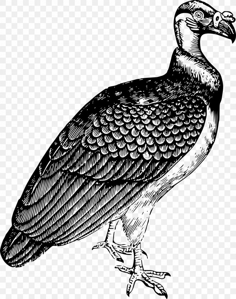 Turkey Vulture Bird King Vulture Clip Art, PNG, 1518x1920px, Turkey Vulture, Andean Condor, Beak, Bearded Vulture, Bird Download Free