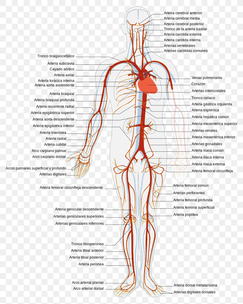 Circulatory System Vein Artery Systemic Venous System Human Body, PNG, 818x1024px, Watercolor, Cartoon, Flower, Frame, Heart Download Free