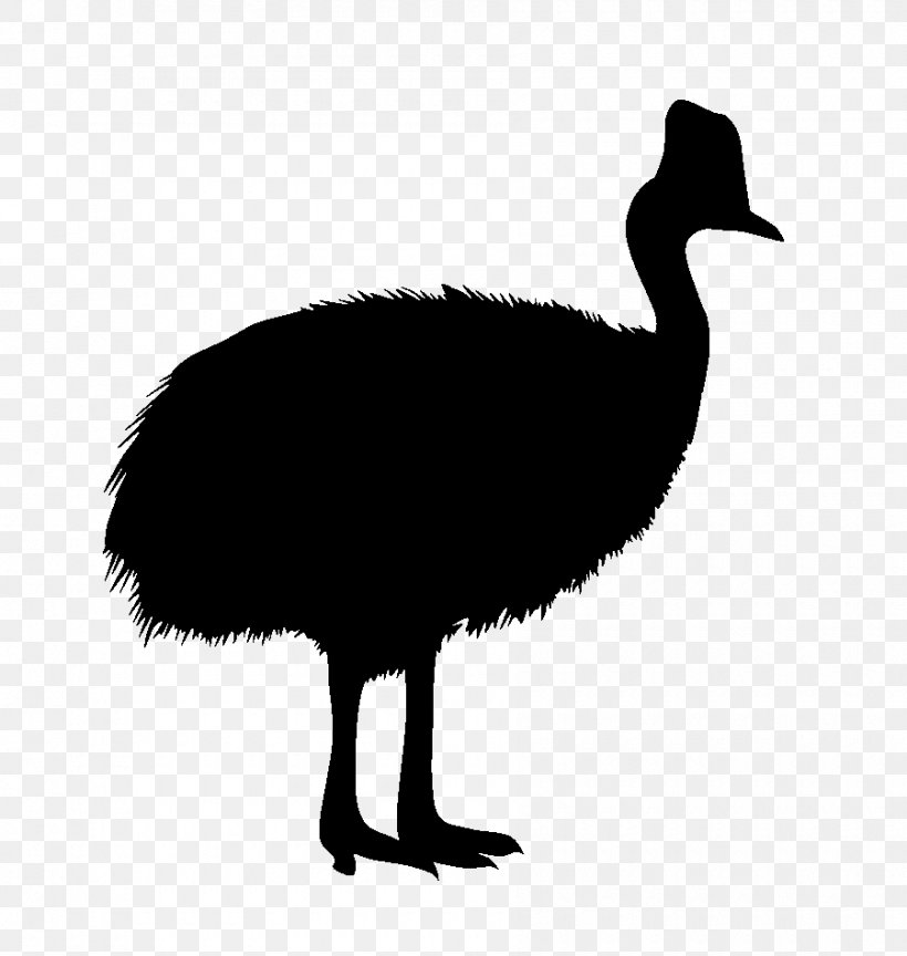 Common Ostrich Southern Cassowary Northern Cassowary Goose Emu, PNG, 900x949px, Common Ostrich, Animal, Beak, Bird, Cassowary Download Free