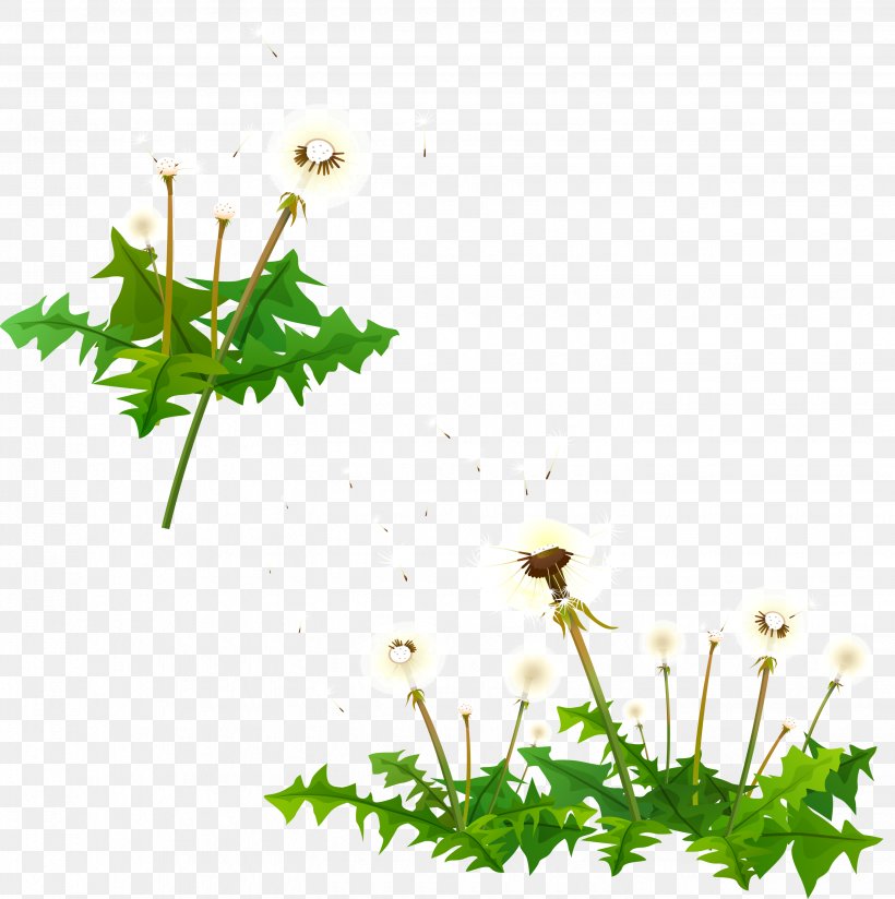 Dandelion Image Vector Graphics Flowering Plant, PNG, 2883x2900px, Dandelion, Branch, Flora, Flower, Flowering Plant Download Free