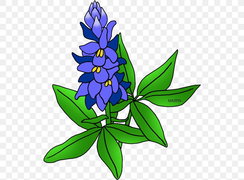 Floral Plant, PNG, 530x605px, Bluebonnet, Delphinium, Drawing, Floral Design, Flower Download Free