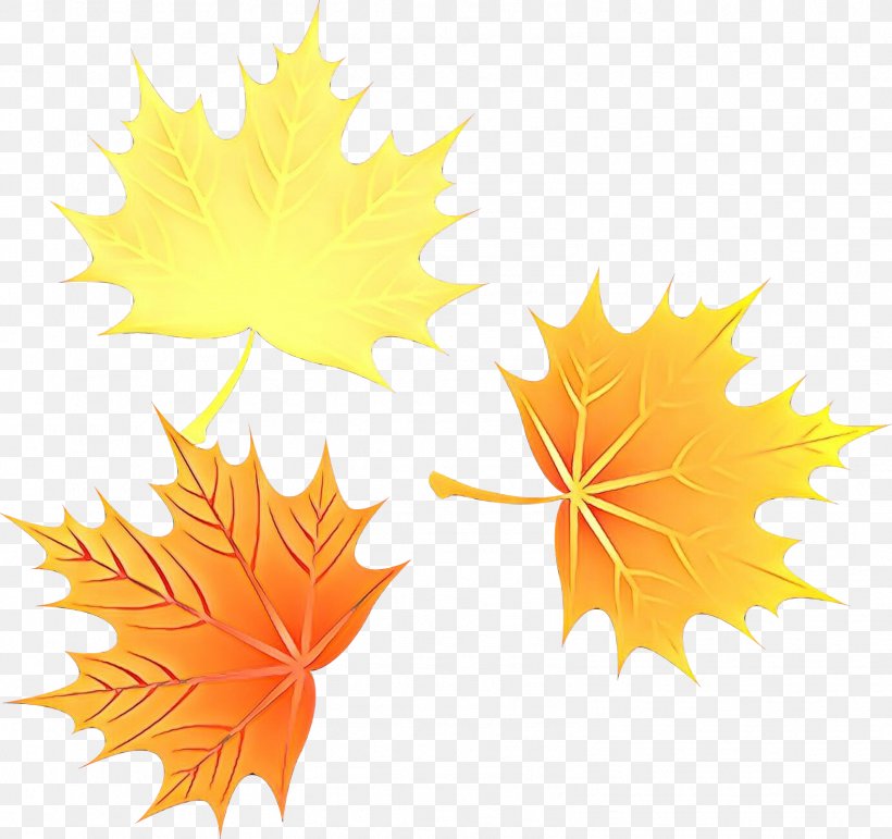 Maple Leaf, PNG, 1579x1486px, Cartoon, Black Maple, Deciduous, Leaf, Maple Leaf Download Free