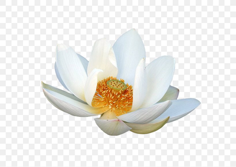 Nelumbo Nucifera Petal Lotus, PNG, 737x581px, Nelumbo Nucifera, Aquatic Plant, Flower, Flowering Plant, Lotus Download Free