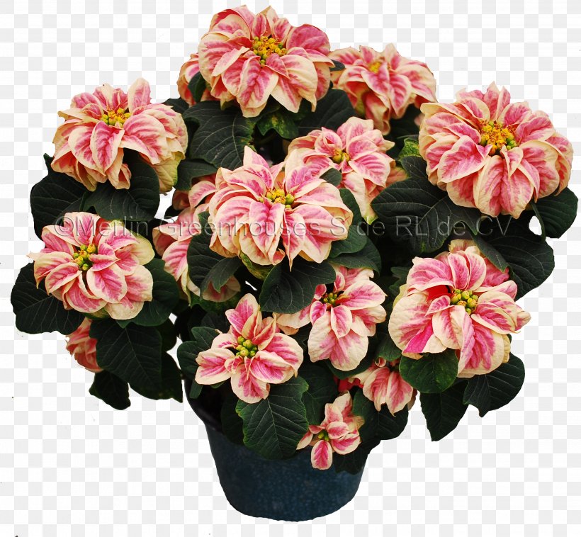 Artificial Flower Poinsettia Plant Merlin Greenhouses S De RL De CV, PNG, 2648x2451px, Flower, Annual Plant, Artificial Flower, Begonia, Carnation Download Free