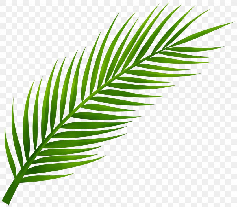 Palm Tree, PNG, 2000x1746px, Watercolor, Arecales, Flower, Green, Leaf Download Free
