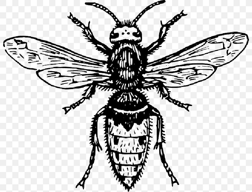 Clip Art Openclipart Fly Vector Graphics Insect, PNG, 800x625px, Fly, Arthropod, Bee, Black Fly, Blowflies Download Free