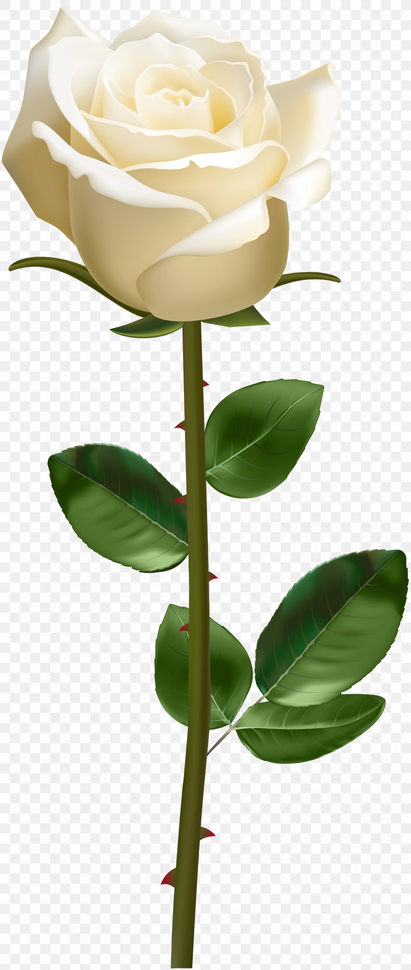 Clip Art Rose Transparency Plant Stem, PNG, 3394x8000px, Rose, Bud, Cut Flowers, Flora, Floral Design Download Free