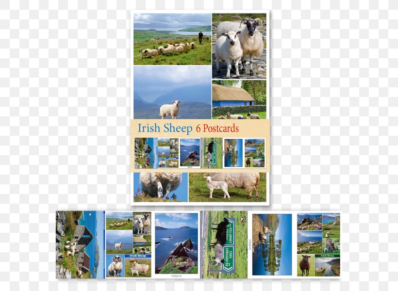 Dog Breed Dublin Post Cards Irish People, PNG, 600x600px, Dog Breed, Advertising, Breed, Collage, Dog Download Free
