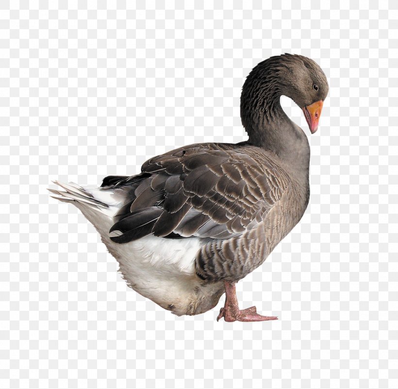 Goose Duck Poultry, PNG, 1481x1448px, Goose, Beak, Bird, Duck, Ducks Geese And Swans Download Free