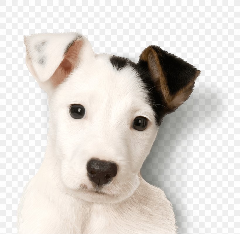 Jack Russell Terrier Parson Russell Terrier Miniature Fox Terrier Puppy, PNG, 1354x1325px, Jack Russell Terrier, Animal, Canidae, Carnivoran, Companion Dog Download Free