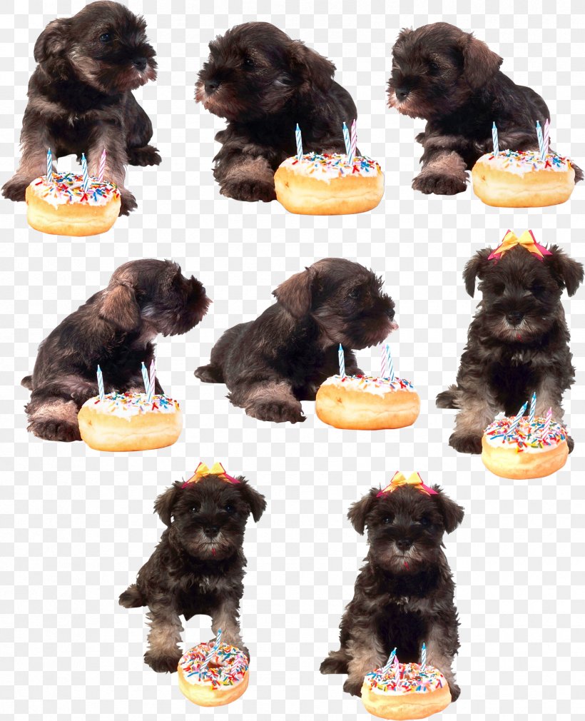 Puppy Miniature Schnauzer Schnoodle Affenpinscher Havanese Dog, PNG, 1683x2073px, Puppy, Affenpinscher, Animal, Breed Group Dog, Carnivoran Download Free