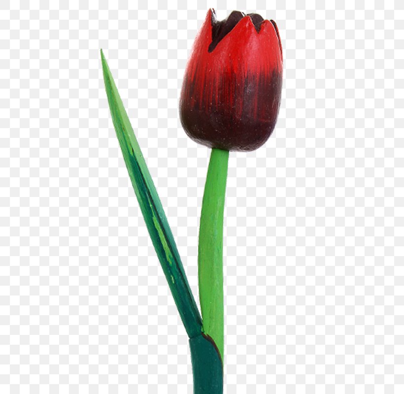 Tulip Petal Plant Stem Bud, PNG, 800x800px, Tulip, Bud, Flower, Flowering Plant, Lily Family Download Free