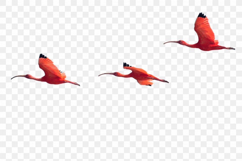 Beak Water Bird Ibis Fauna, PNG, 1950x1302px, Beak, Bird, Coraciiformes, Fauna, Feather Download Free