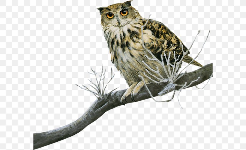 Great Grey Owl Bird Tawny Owl Scops Owl Little Owl, PNG, 598x502px, Great Grey Owl, Barn Owl, Beak, Bird, Bird Of Prey Download Free
