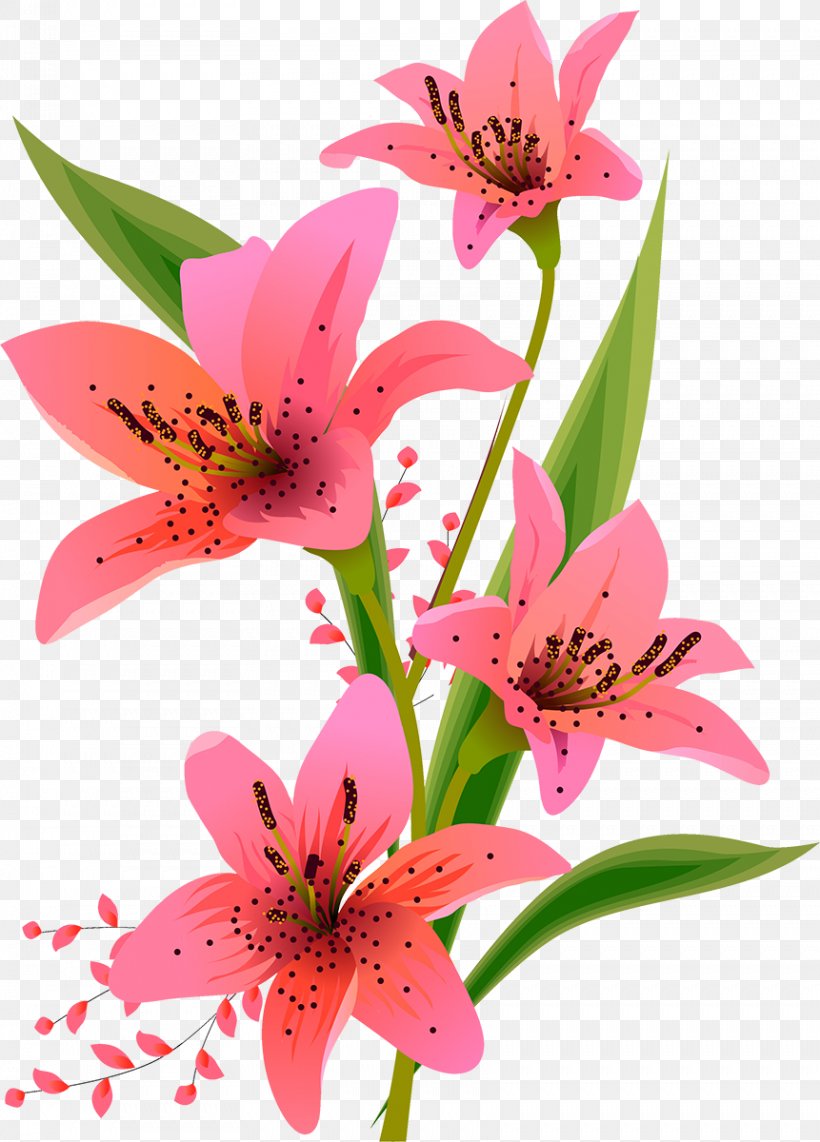 Lilium Floral Design, PNG, 861x1200px, Lilium, Alstroemeriaceae, Art, Cut Flowers, Floral Design Download Free