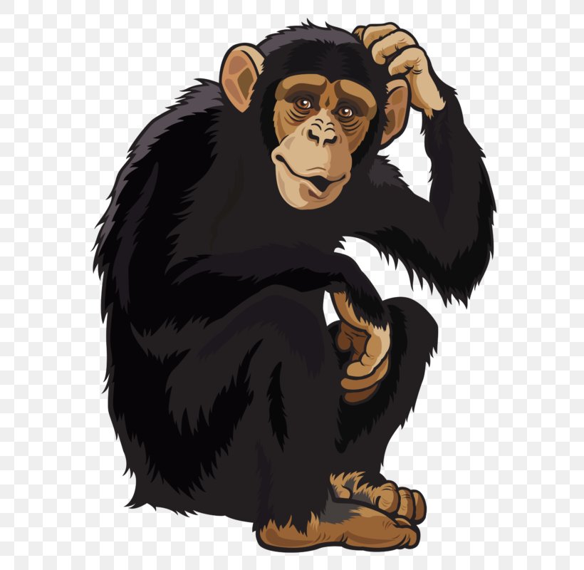 Orangutan Monkey Clip Art, PNG, 614x800px, Orangutan, Bear, Carnivoran, Cartoon, Common Chimpanzee Download Free
