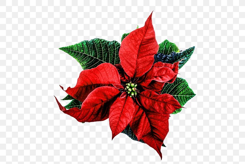 Poinsettia Christmas Happiness Love, PNG, 532x548px, Poinsettia, Christmas, Cut Flowers, Flower, Gift Download Free