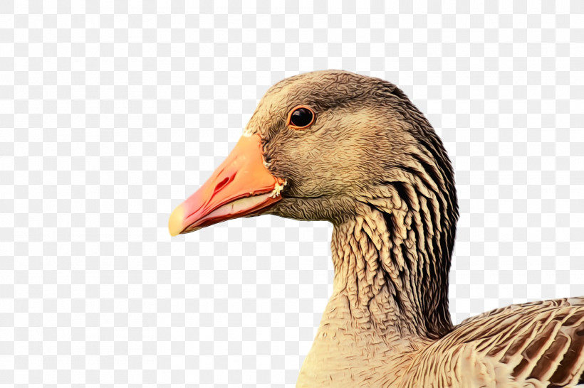Bird Beak Water Bird Duck Ducks, Geese And Swans, PNG, 1920x1280px, Goose, Adaptation, Animal, Beak, Bird Download Free