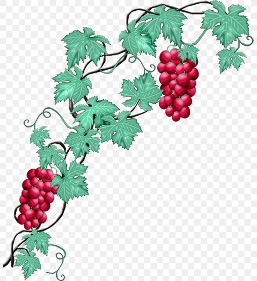 Common Grape Vine Wine Concord Grape, PNG, 800x897px, Grape, Branch, Common Grape Vine, Concord Grape, Floral Design Download Free