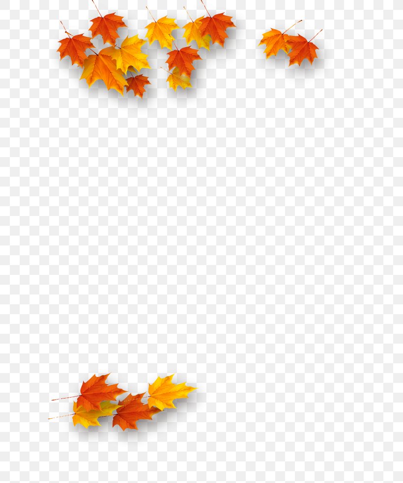 Maple Leaf Autumn Petal Deciduous, PNG, 624x984px, Maple Leaf, Autumn, Autumn Leaf Color, Black Maple, Deciduous Download Free