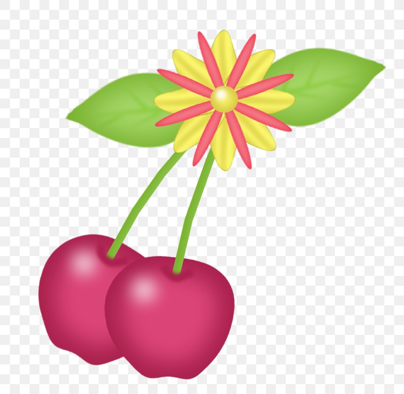 Cherry Pink Illustration, PNG, 790x800px, Cherry, Auglis, Cerasus, Designer, Floral Design Download Free