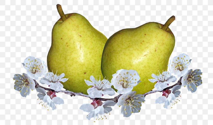 European Pear Food Fruit Photography, PNG, 769x480px, Pear, Accessory Fruit, Asian Pear, Beslenme, Blossom Download Free
