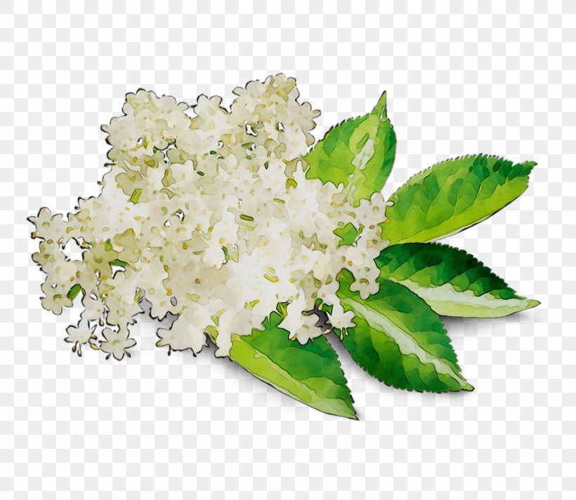 Flower Lilac, PNG, 1242x1080px, Flower, Flowering Plant, Herb, Hydrangea, Leaf Download Free