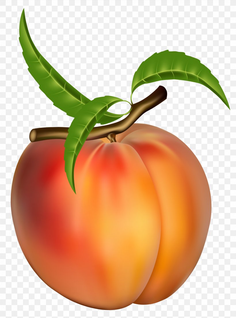 Peach Fruit Apricot Clip Art, PNG, 3222x4344px, Nectarine, Apple, Blog, Bush Tomato, Diet Food Download Free