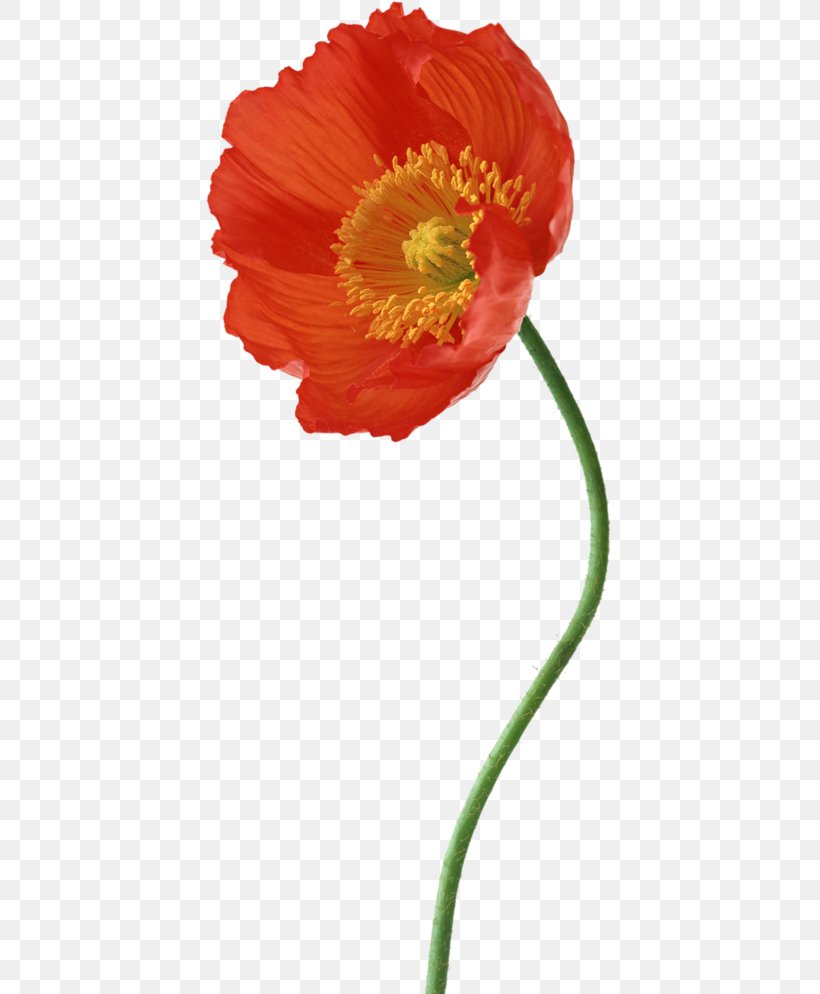 Poppy Photography Flower Composition, PNG, 408x994px, Poppy, Art, Beeldaspect, Composition, Coquelicot Download Free
