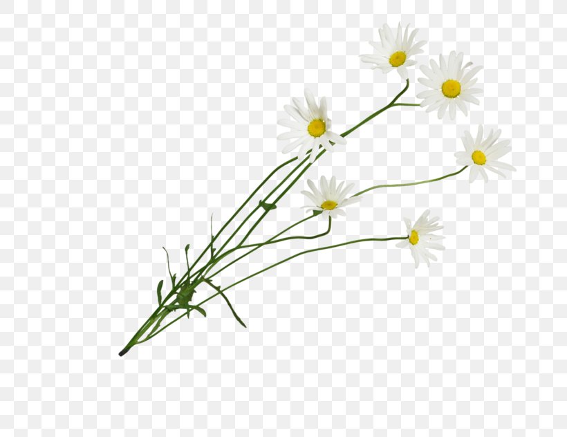 Common Daisy Cut Flowers Roman Chamomile Floral Design Oxeye Daisy, PNG, 800x632px, Common Daisy, Branch, Chamaemelum Nobile, Chamomiles, Cut Flowers Download Free