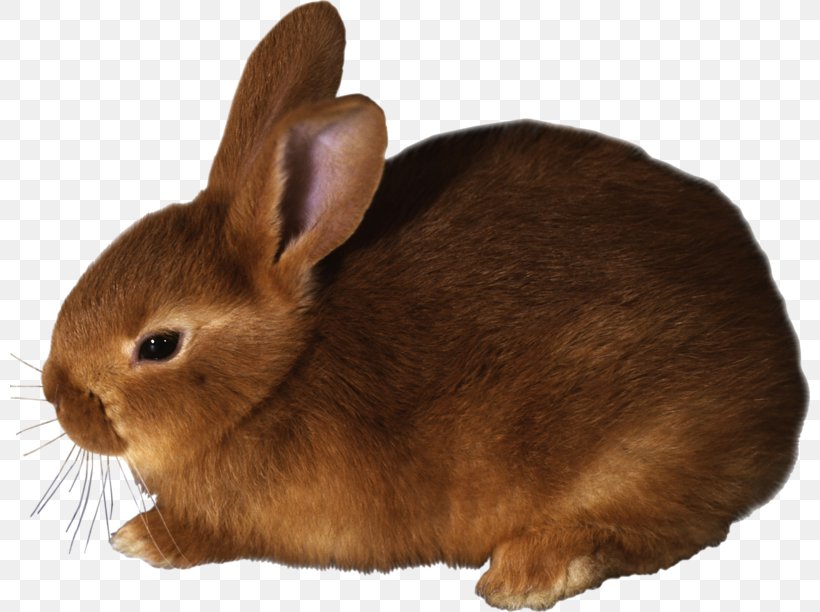 Domestic Rabbit Hare Flemish Giant Rabbit Clip Art, PNG, 800x612px, Domestic Rabbit, Digital Image, Fauna, Flemish Giant Rabbit, Fur Download Free