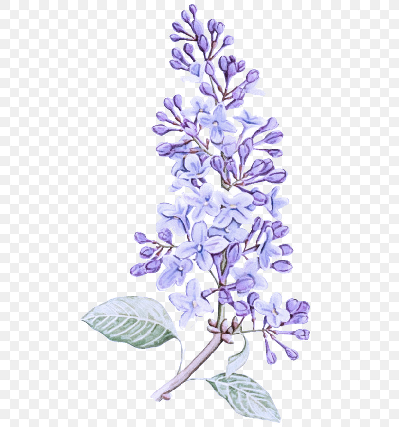 Lavender, PNG, 658x877px, Lilac, Branch, Flower, Lavender, Plant Download Free
