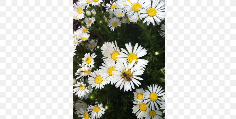 Oxeye Daisy Marguerite Daisy Roman Chamomile Chrysanthemum Wildflower, PNG, 630x415px, Oxeye Daisy, Annual Plant, Aster, Chamaemelum Nobile, Chamomiles Download Free