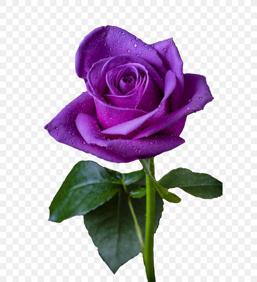 Purple Rose Purple Rose Flower Violet, PNG, 600x900px, Rose, Blue, Blue Rose, Color, Cut Flowers Download Free