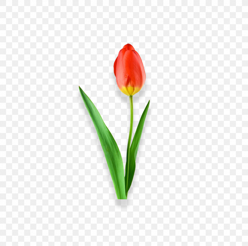 Tulip Flower Plant Petal Cut Flowers, PNG, 1511x1500px, Tulip, Bud, Cut Flowers, Flower, Lily Family Download Free