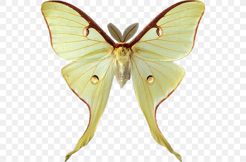 Butterfly Luna Moth Clip Art, PNG, 551x541px, Butterfly, Arthropod, Bombycidae, Brush Footed Butterfly, Butterflies And Moths Download Free