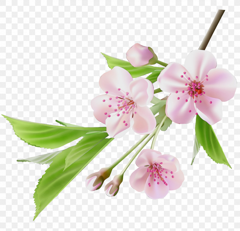 Cherry Blossom, PNG, 2334x2246px, Watercolor, Blossom, Branch, Cherry Blossom, Cut Flowers Download Free