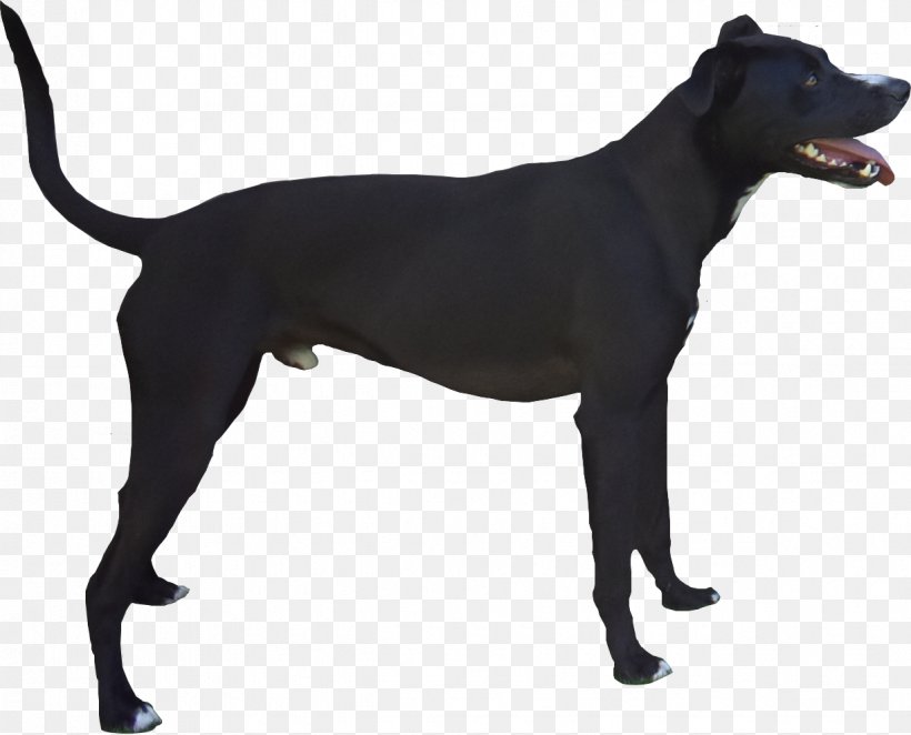 Dog Breed Patterdale Terrier Being A Dog: Following The Dog Into A World Of Smell Sporting Group, PNG, 1225x990px, Dog Breed, Animal, Breed, Carnivoran, Cat Download Free