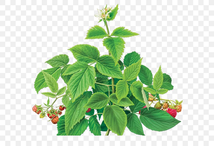 Iced Tea Organic Food Green Tea Raspberry, PNG, 600x560px, Tea, Green Tea, Herb, Herbal, Herbal Tea Download Free