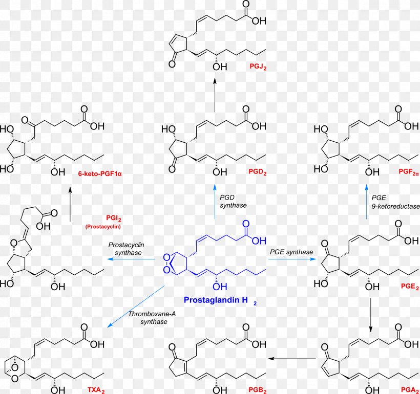 Prostaglandin H2 Thromboxane Chemical Synthesis Prostacyclin, PNG ...