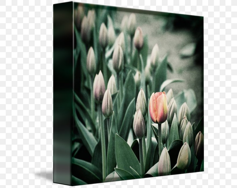 Tulip Plant Stem Bud Petal Desktop Wallpaper, PNG, 606x650px, Tulip, Bud, Computer, Flower, Flowering Plant Download Free