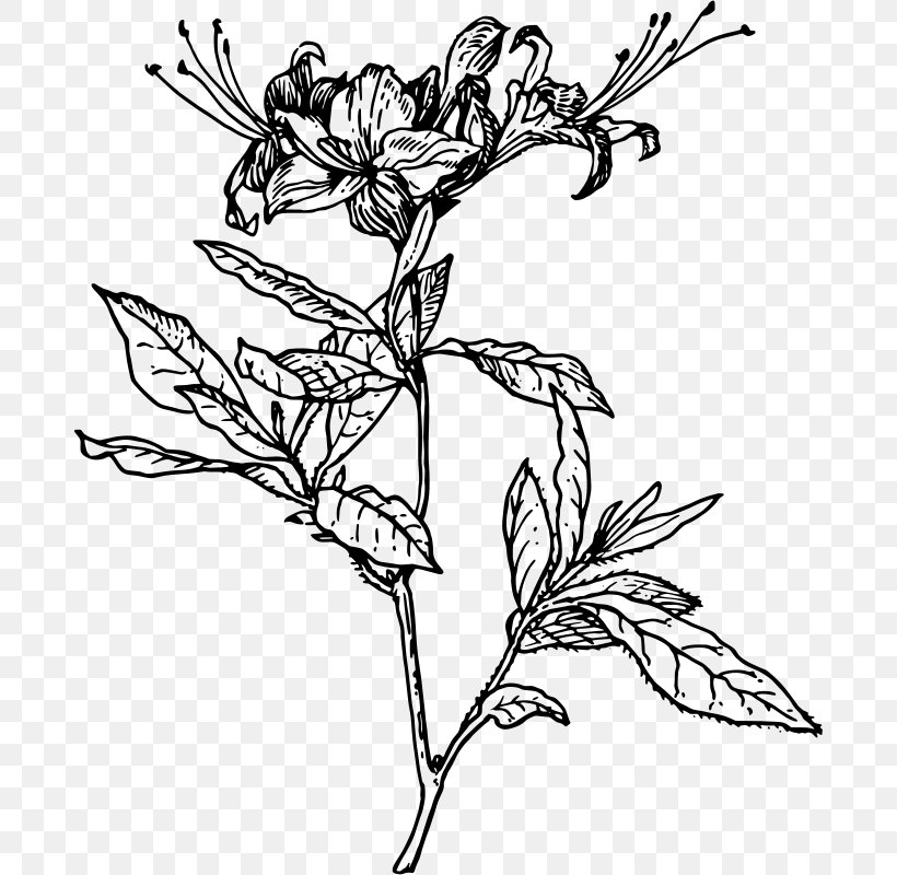 Azalea Drawing Rhododendron Botanical Illustration Clip Art, PNG, 684x800px, Azalea, Art, Artwork, Black And White, Botanical Illustration Download Free